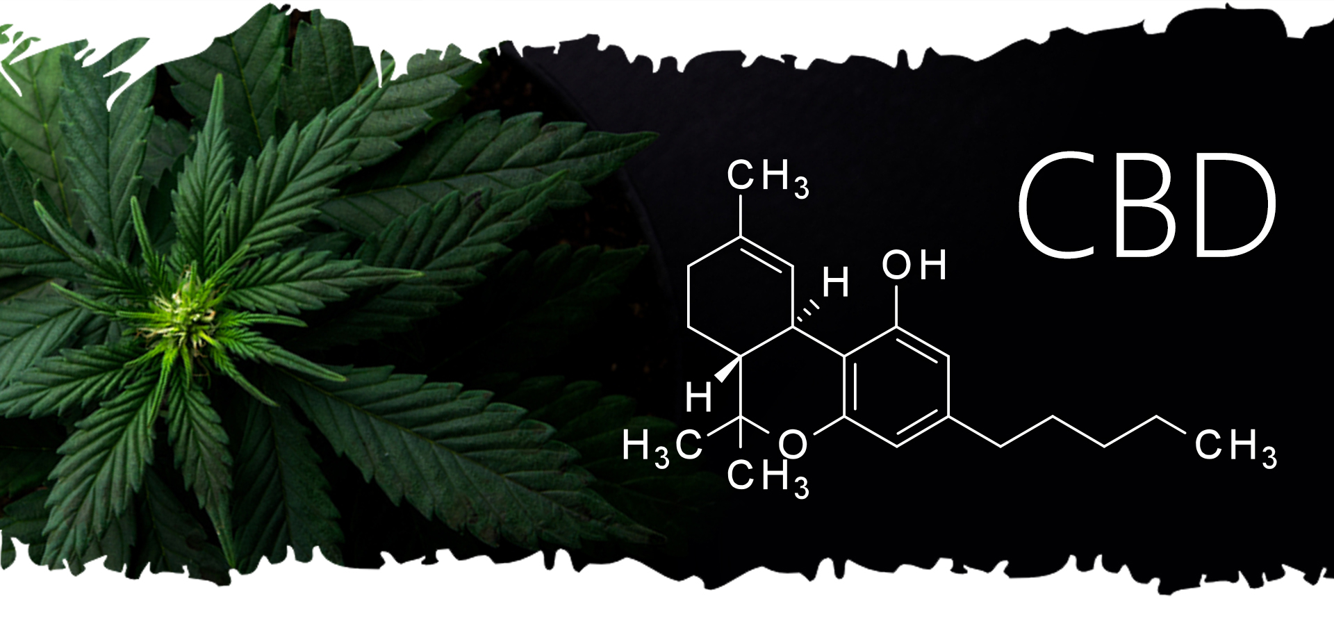 CBD